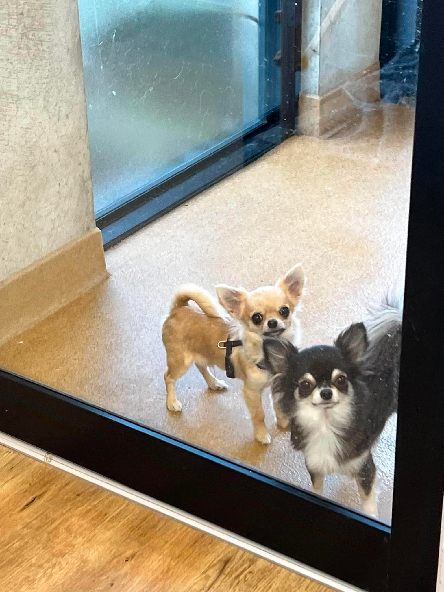 https://www.dogzonline.co.nz/images/profiles/26/06/142779_6120260585.jpg