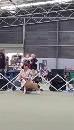 Click to see more details for this dog