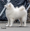 Click to see more details for this dog
