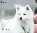 Click to see more details for this dog