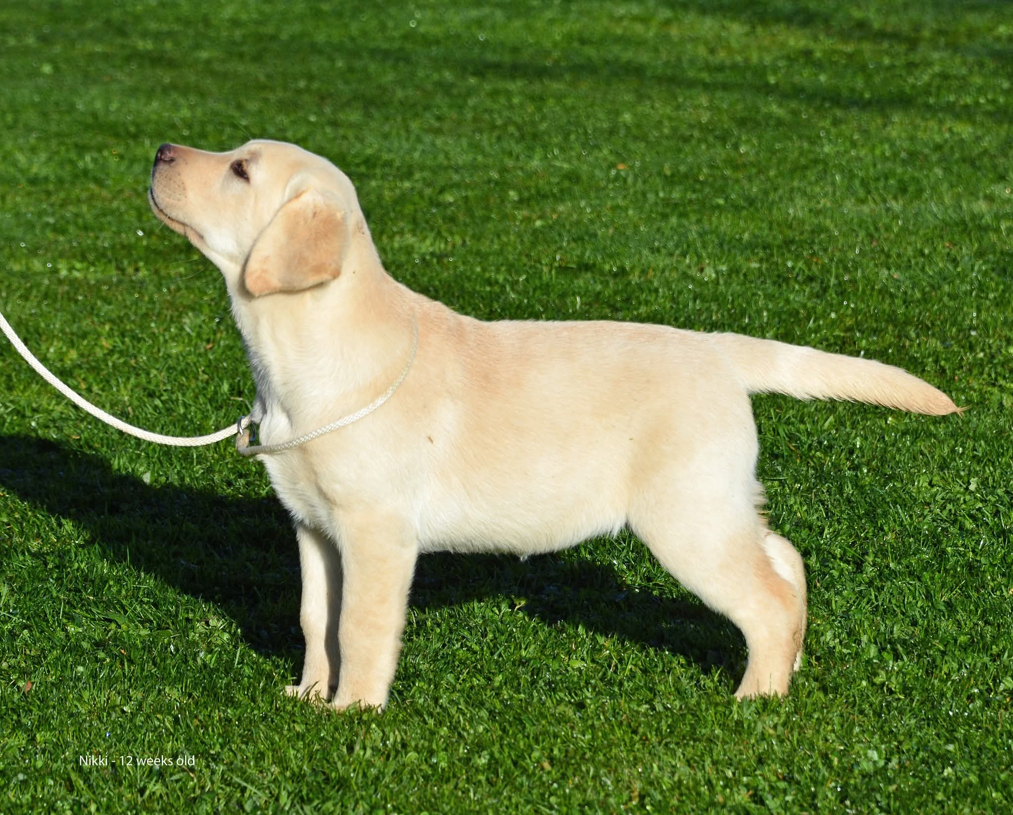 https://www.dogzonline.co.nz/images/profiles/26/06/144193_610202616040.jpg