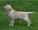 Click to see more details for this dog