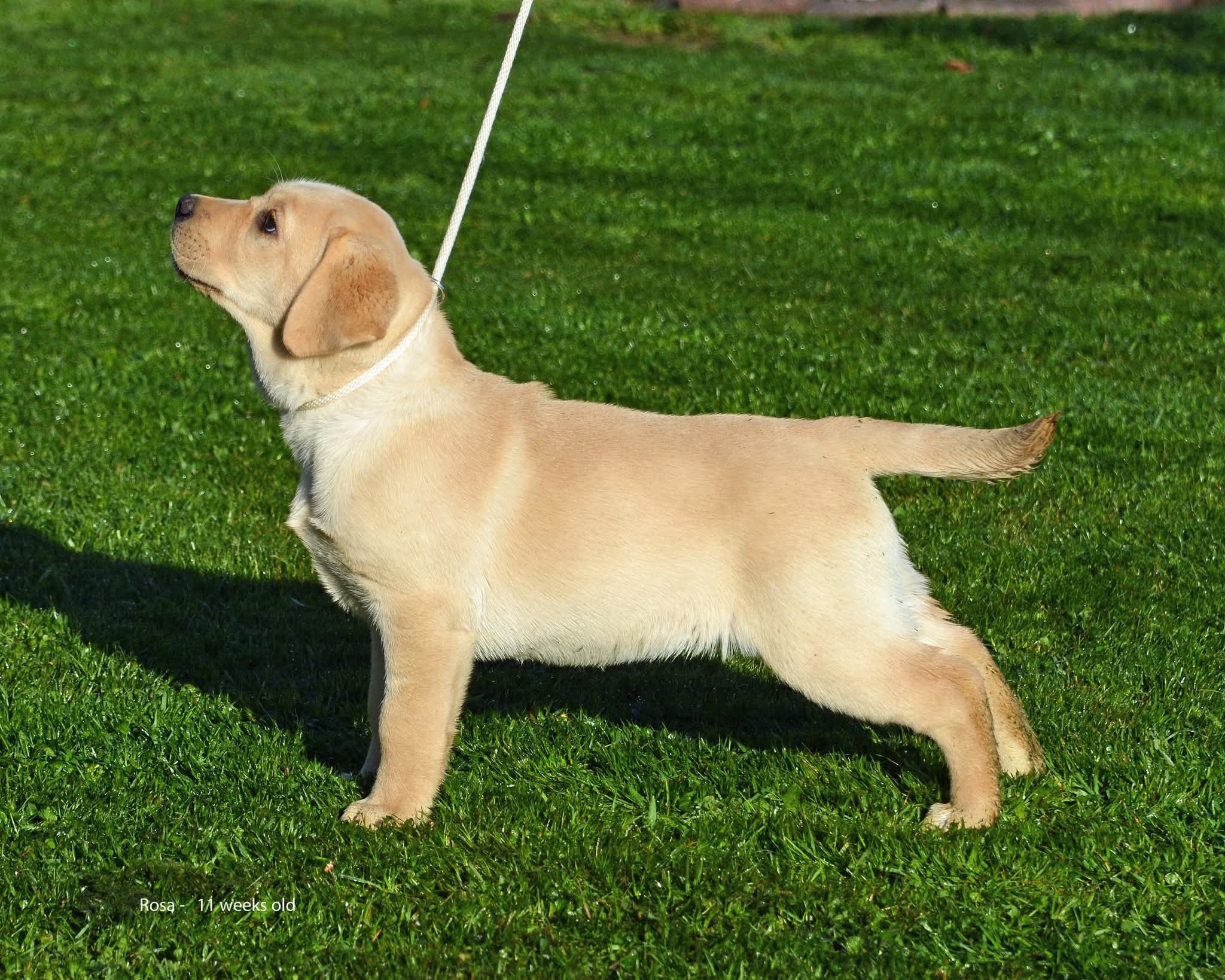 https://www.dogzonline.co.nz/images/profiles/26/06/144194_610202616920.jpg