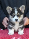 Click to see more details for this dog