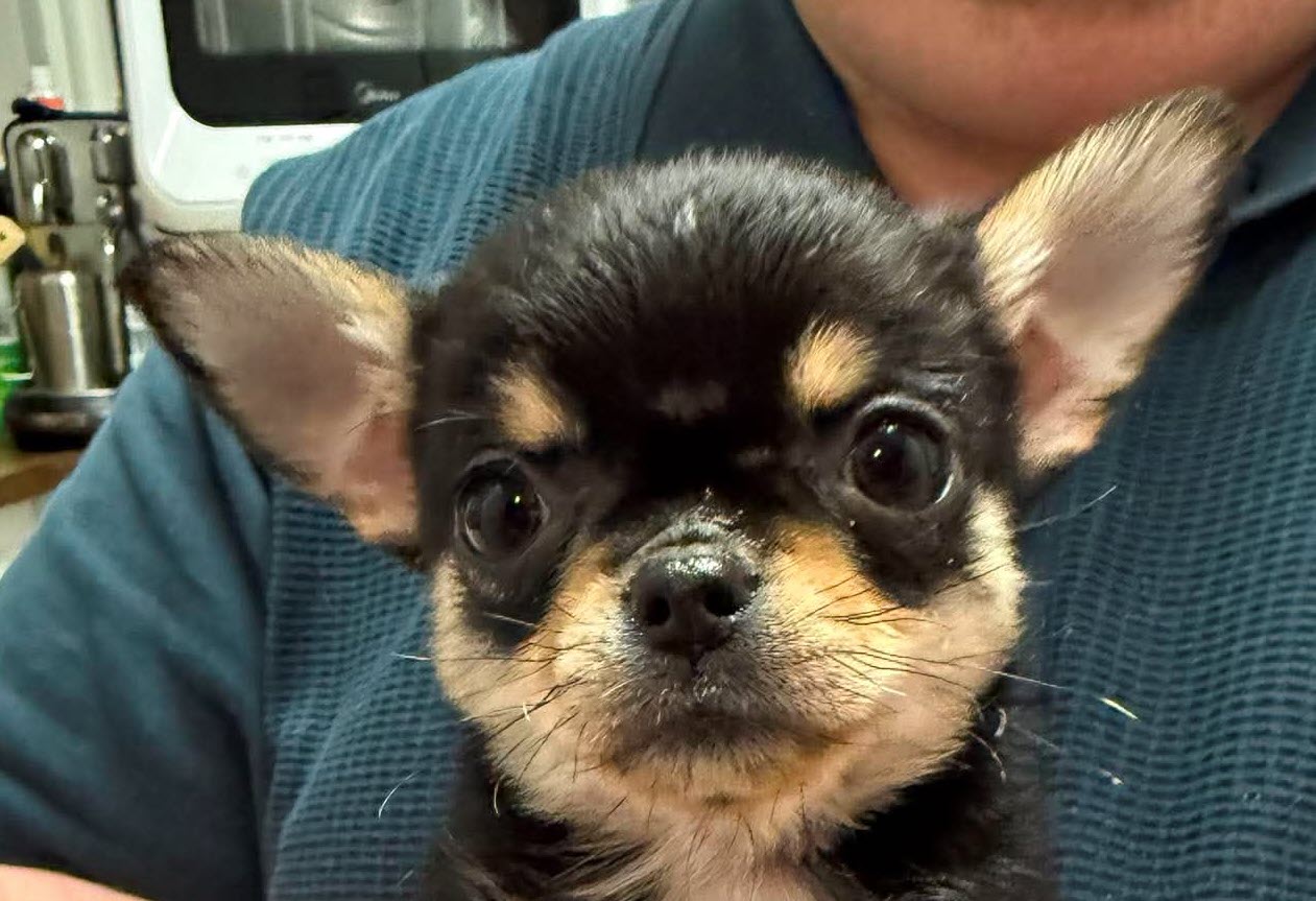 Kitaco The Gambler Chihuahua (Smooth Coat)