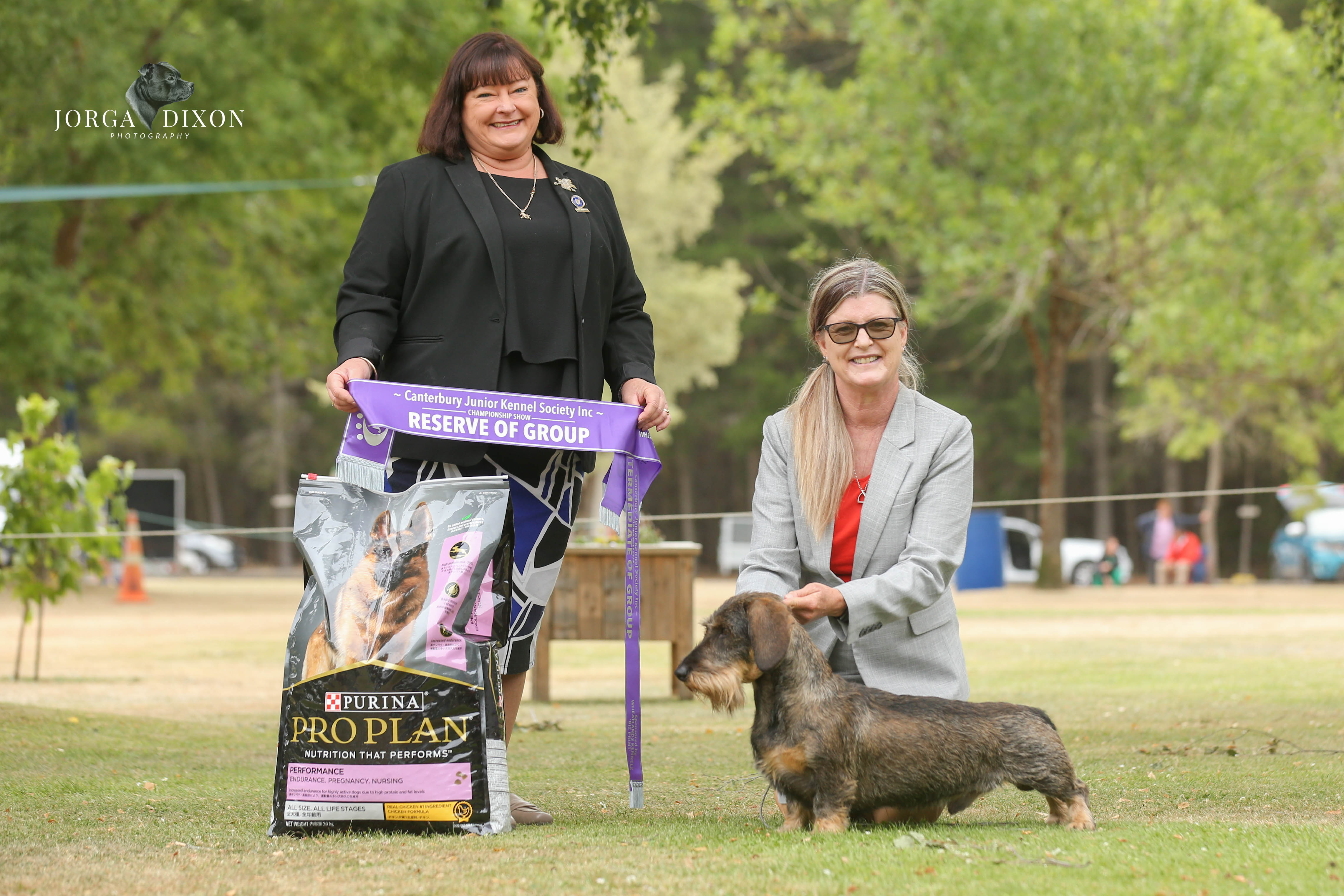 UK & NZ Stanegate Salvador Dachshund (Wire Haired)