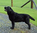 Click to see more details for this dog
