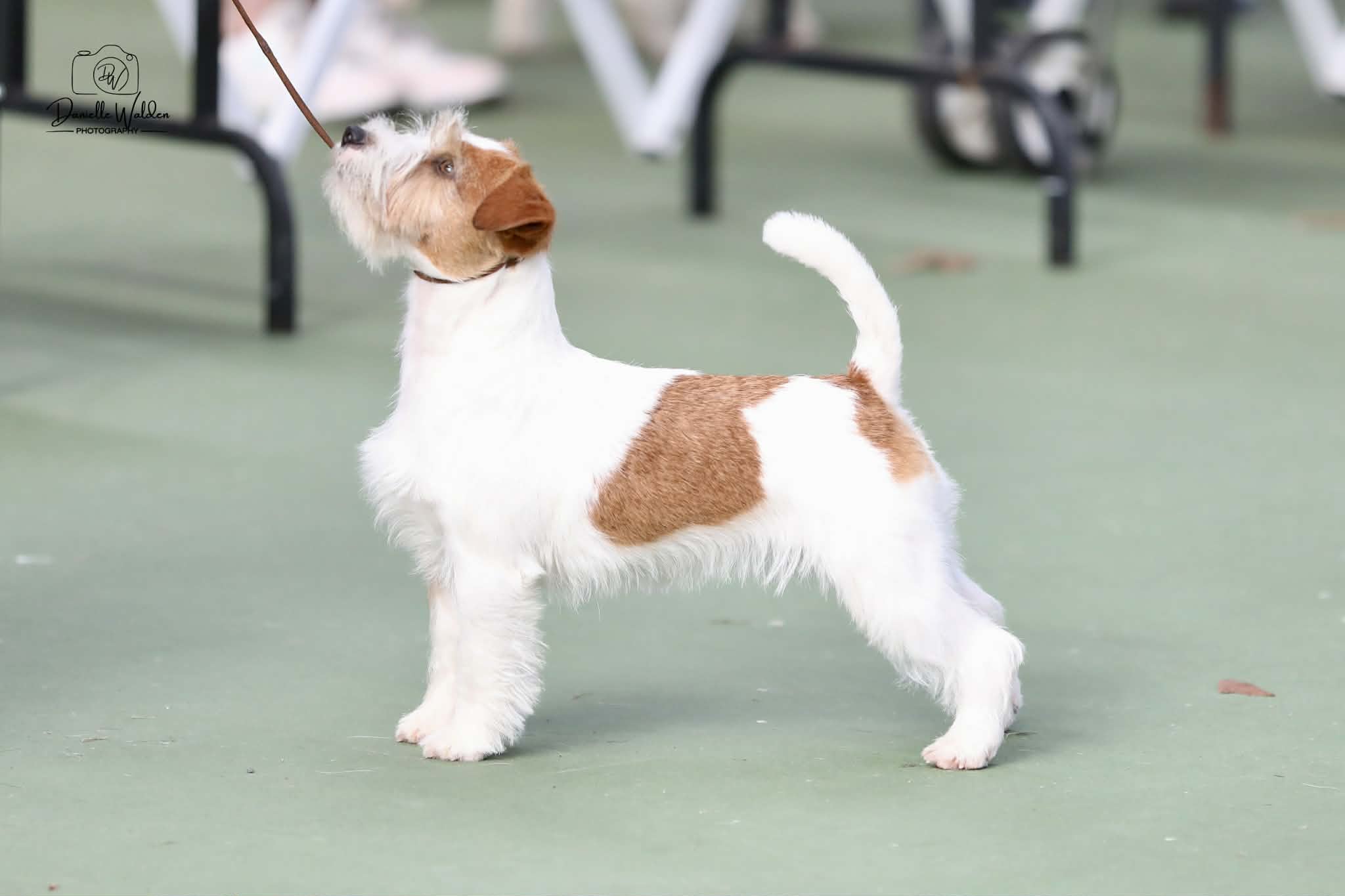 NZ CH Lynmar Just T' Devil In Me Jack Russell Terrier