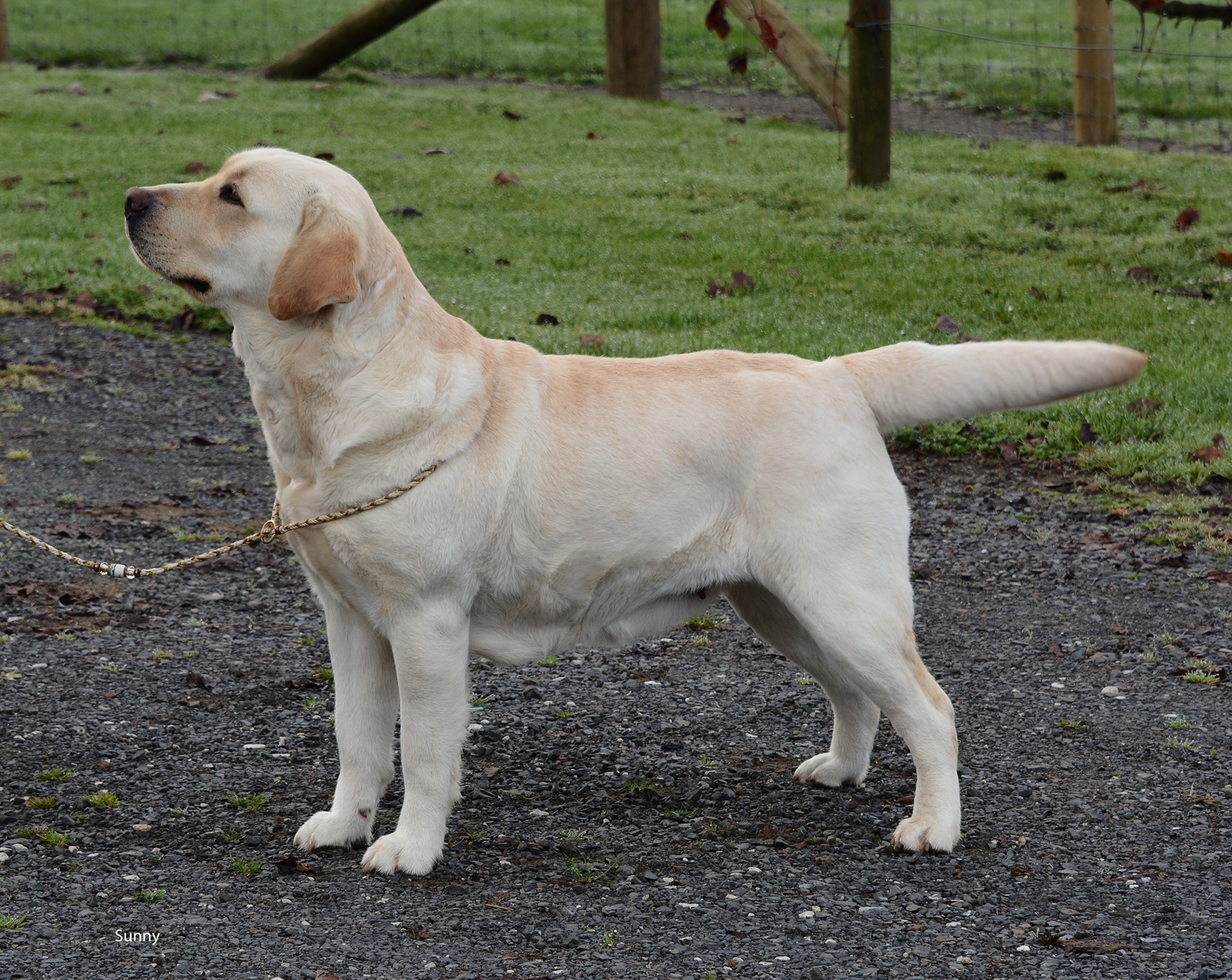 NZ.CH. Croftsway Must-Wear Shades Labrador Retriever
