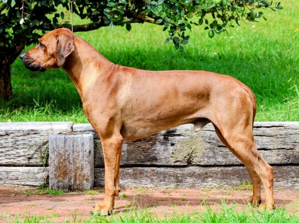 Oceansridge Dogtor Pepper Rhodesian Ridgeback