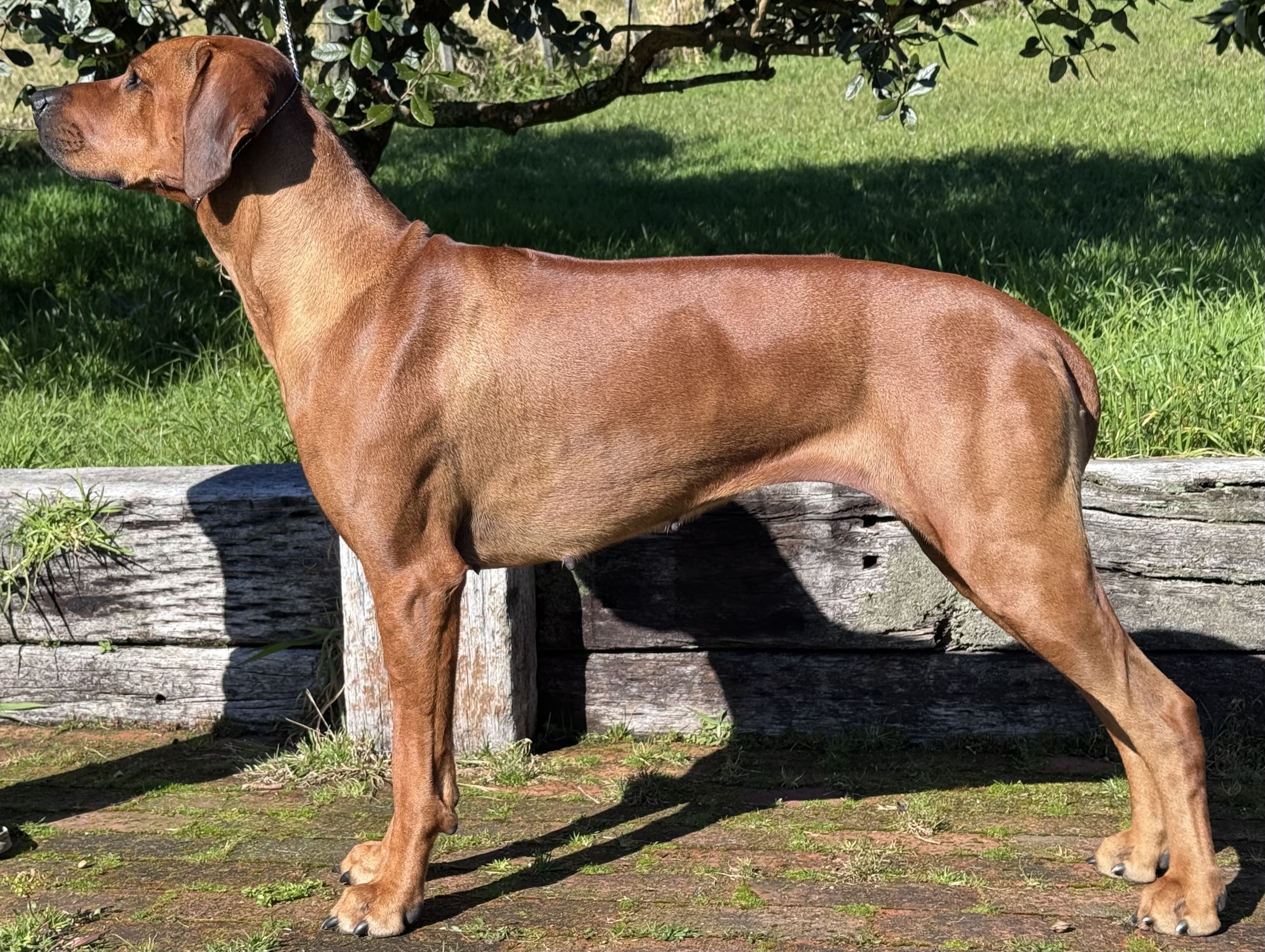 Oceansridge Pepper X Rhodesian Ridgeback