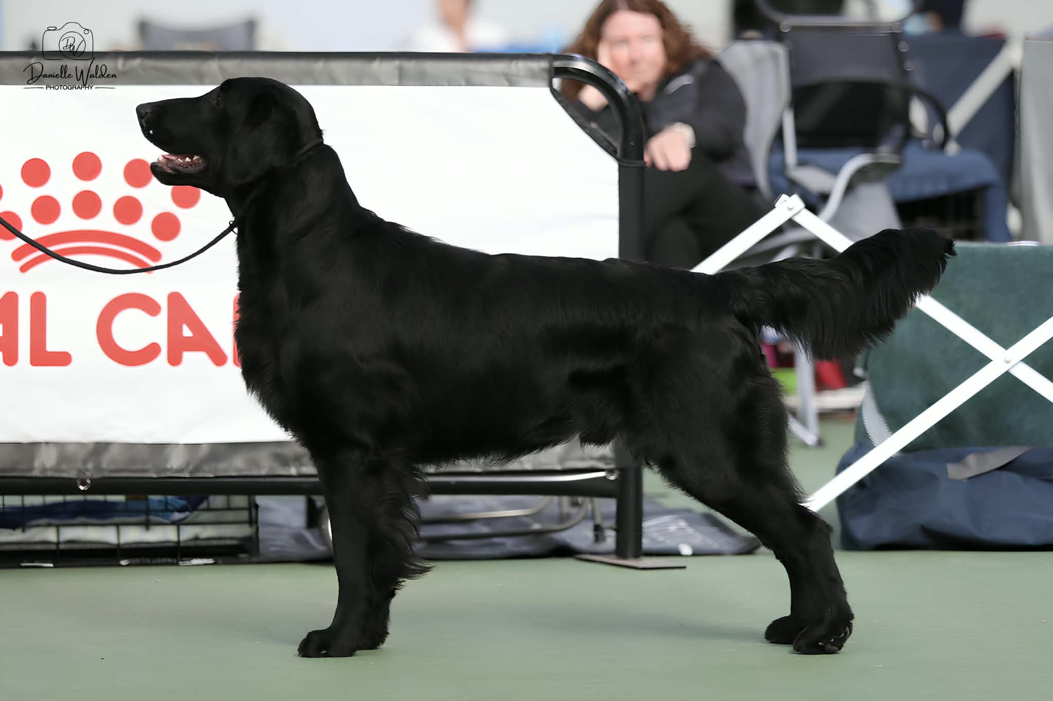 NZ CH Annaglyn Czech Mate Flat Coated Retriever