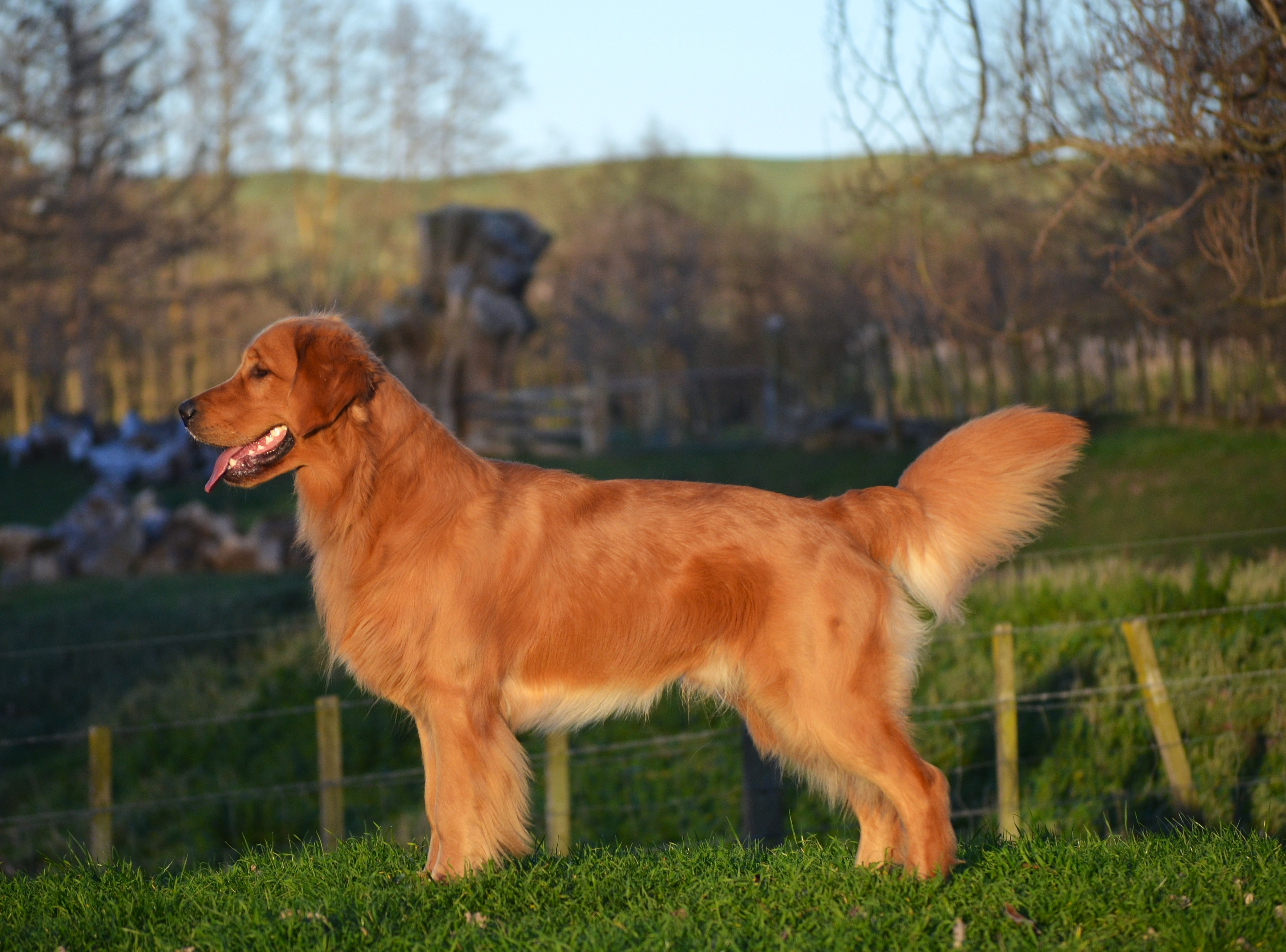 Glenaic We'll Be Alright At Jadespoint (AI) Golden Retriever