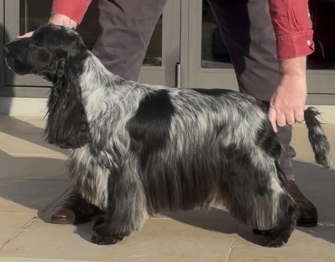 Aust Ch & NZ Ch Bathgate Designer Genes (IMP AUS) (AI) Cocker Spaniel