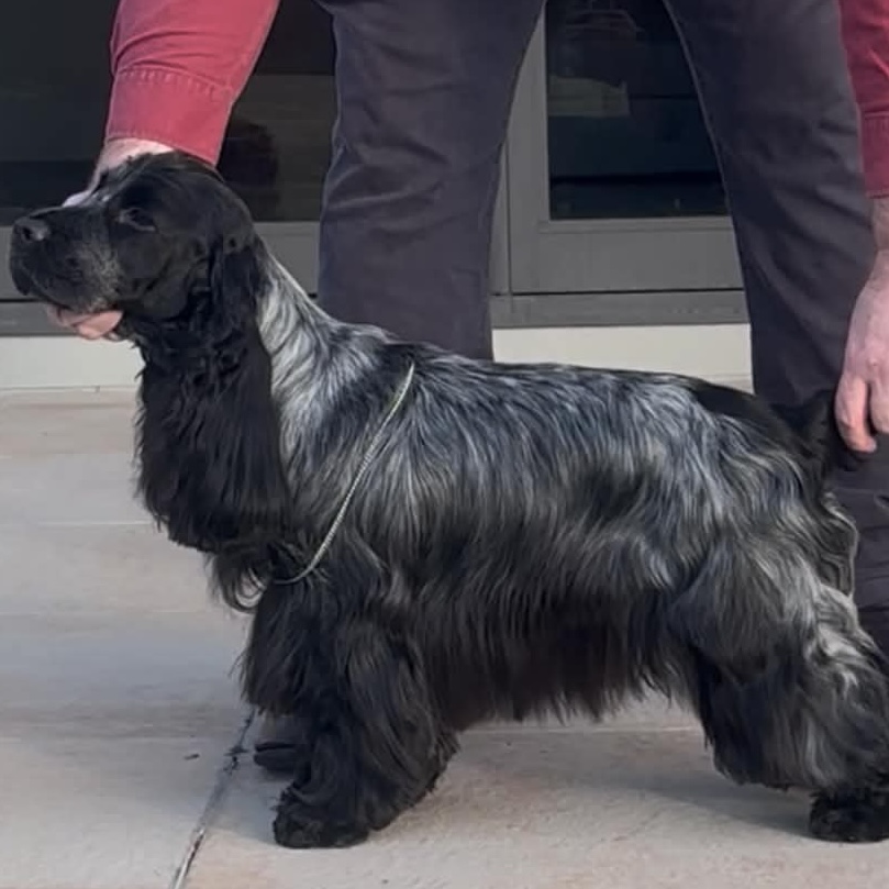 Aust Ch & NZ Ch Bathgate Turning Heads At Kalaugher (IMP AUS) Cocker Spaniel