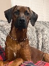 Click to see more details for this dog