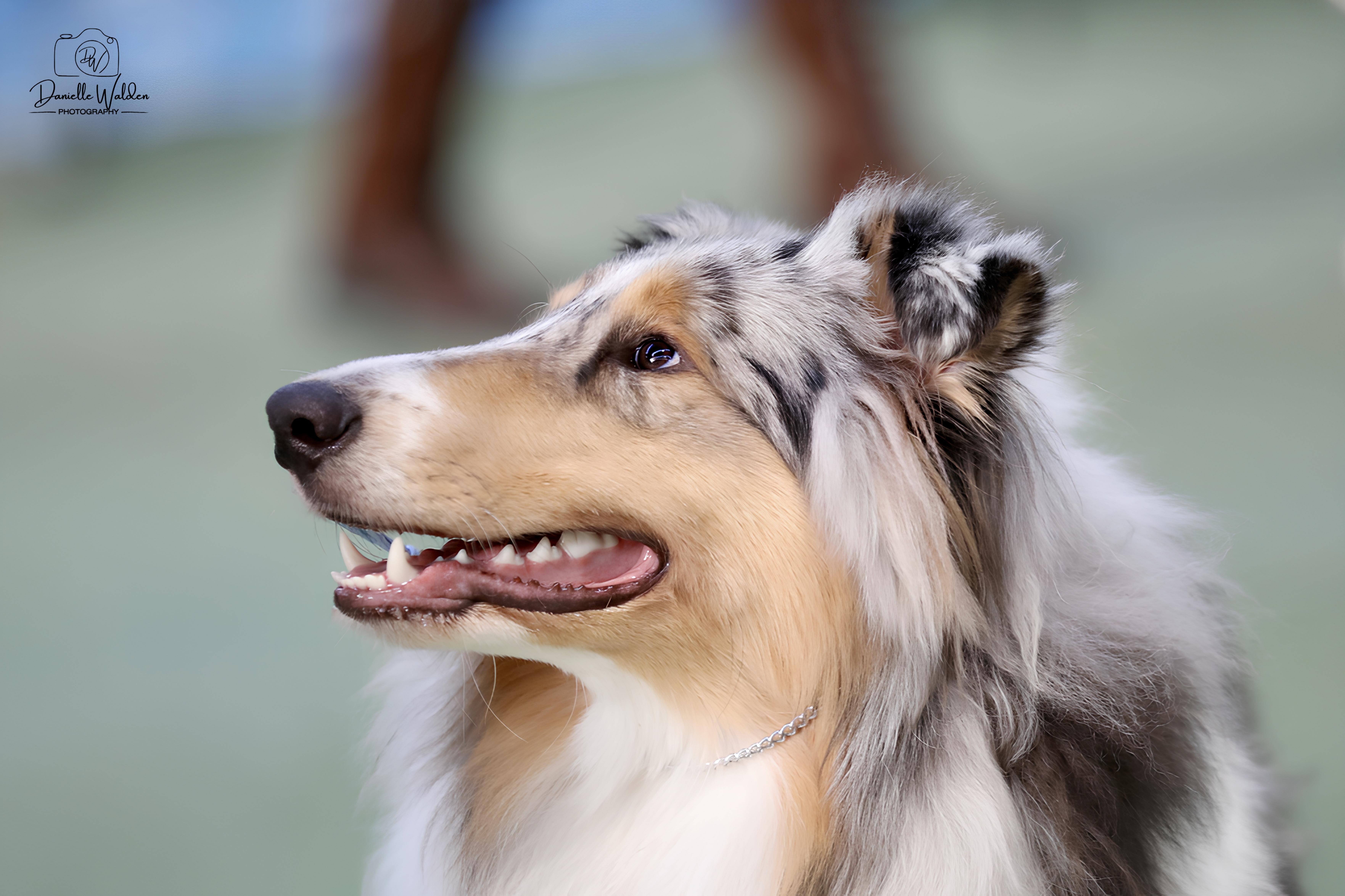 Pembrokehill A Silver Lining Collie (Rough)