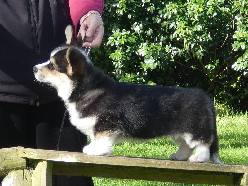 Kawera JW Black Label Welsh Corgi (Pembroke)