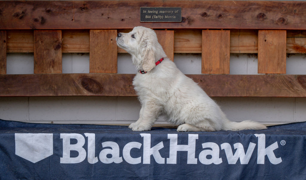 Tizai Im Kenworth It Golden Retriever