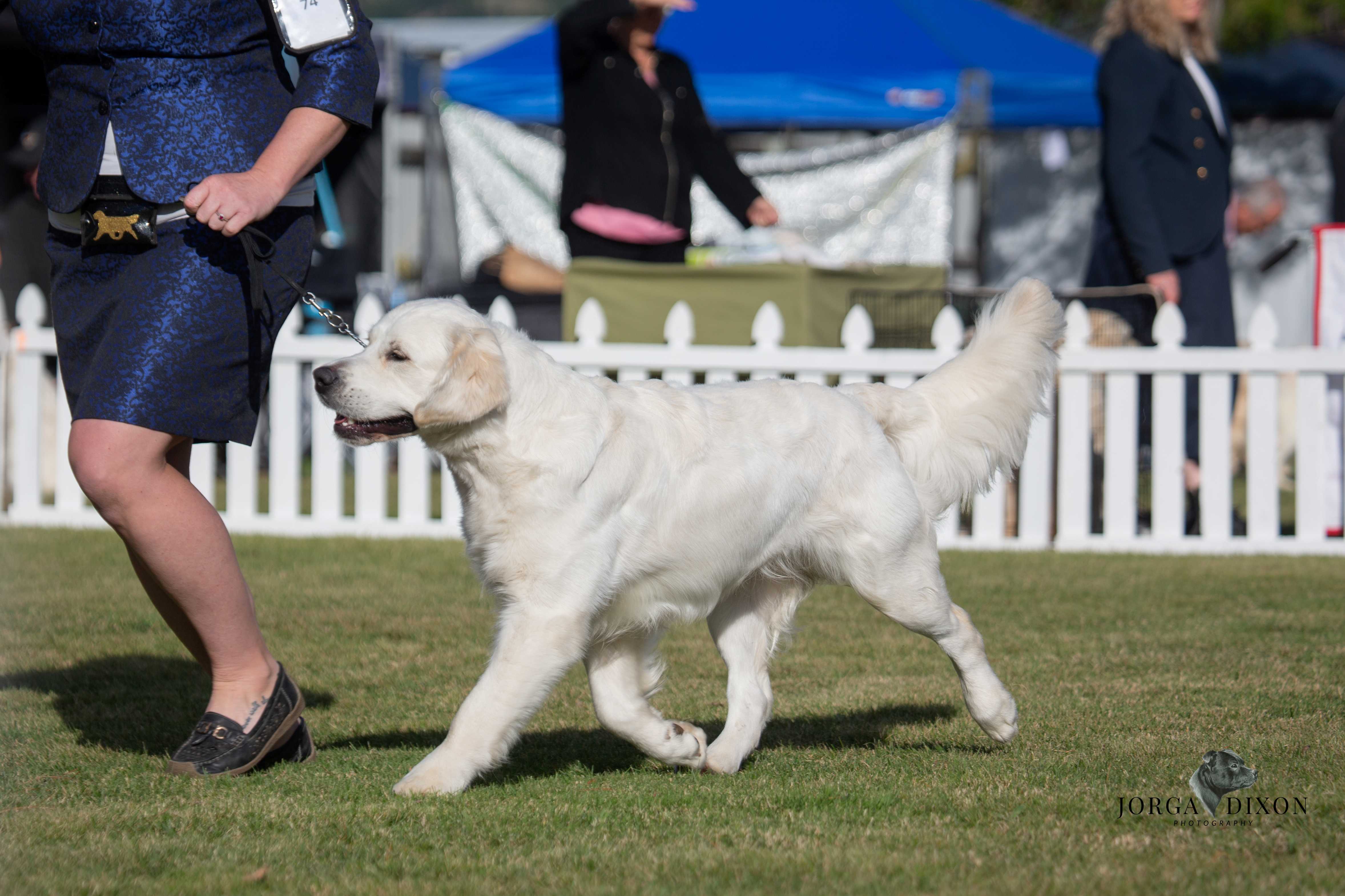 Askaval No I In Team With Alubyc (Imp Aust) Golden Retriever