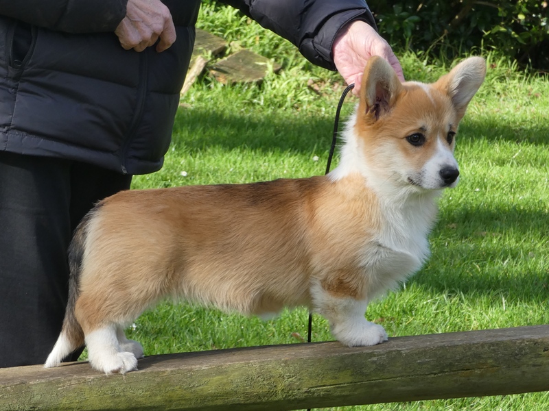 Kelbryn Good Libations (AI) Welsh Corgi (Pembroke)