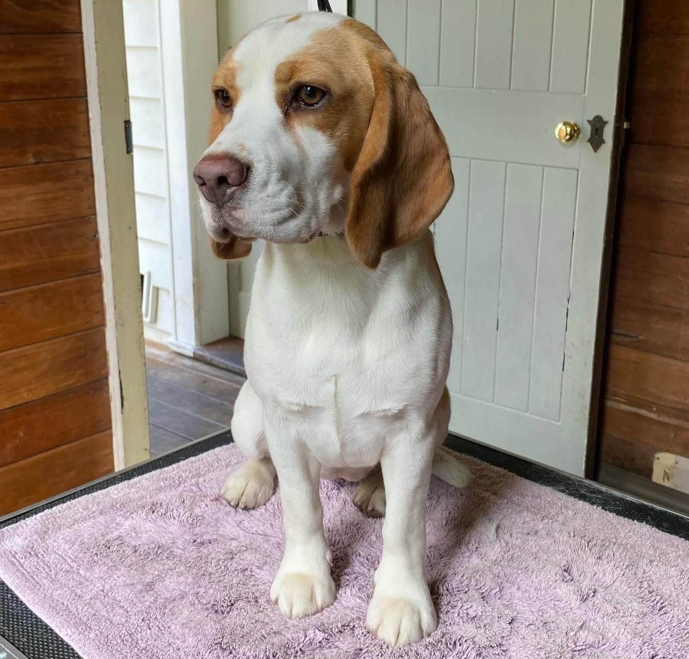 Pakowhai Scent From Heaven (AI) Beagle