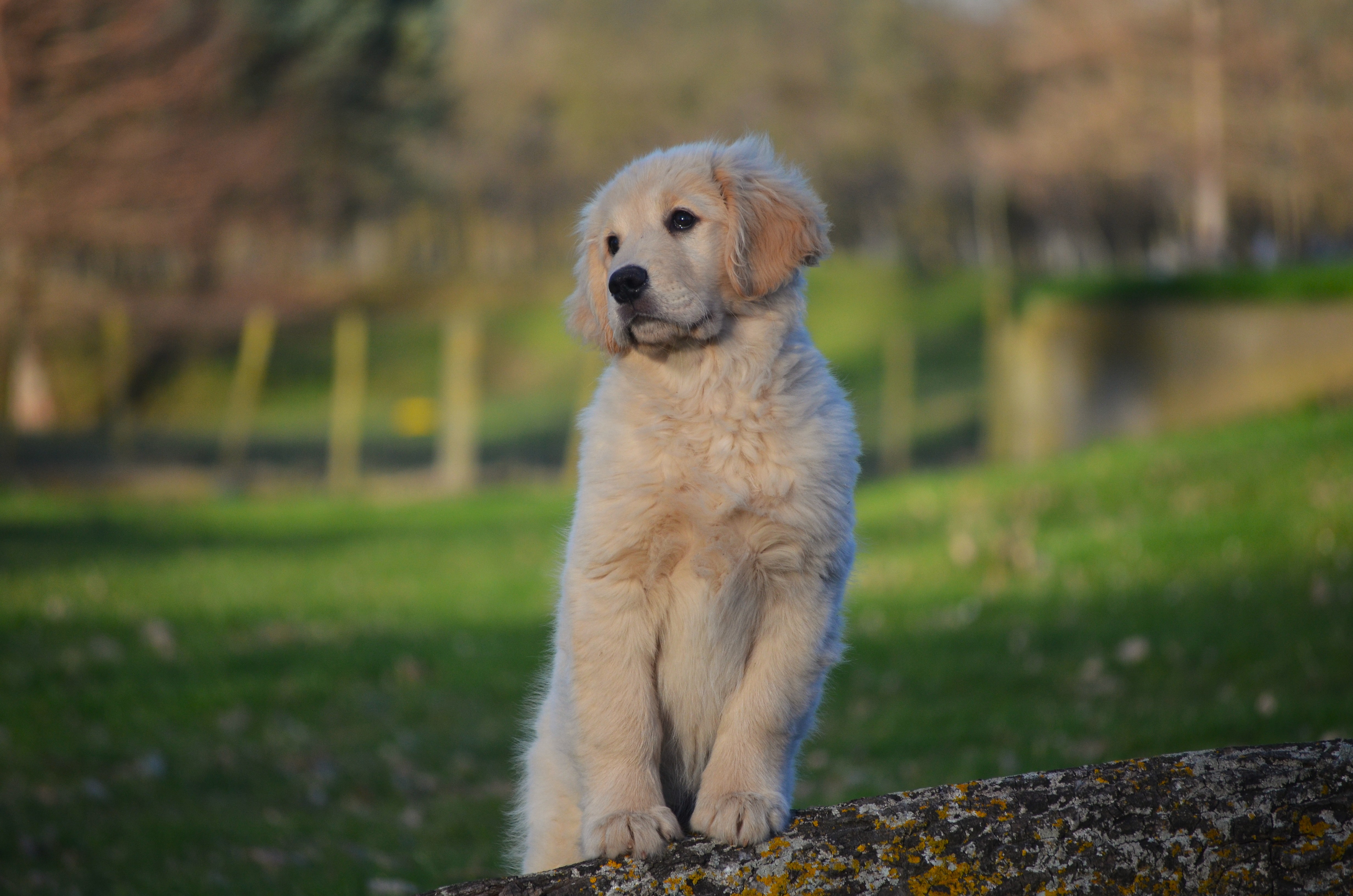 Jadespoint Follow The Sun Golden Retriever