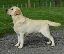 Click to see more details for this dog