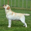 Click to see more details for this dog