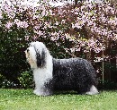 Click to see more details for this dog