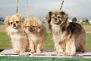 Click to see more details for this dog